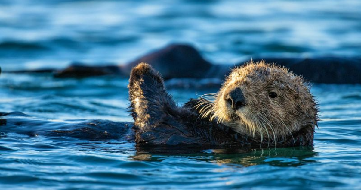 11 Most Intelligent Marine Mammals That Are NOT Dolphins