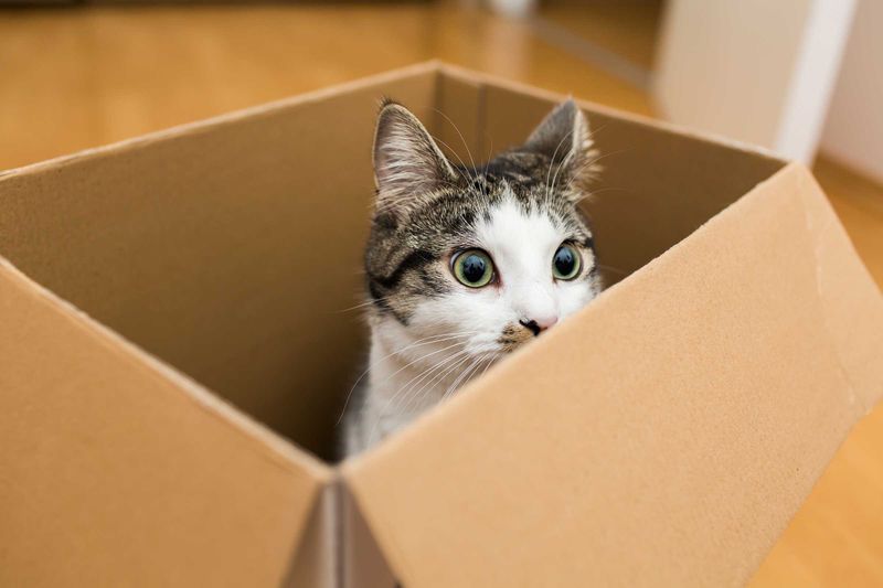 11 Reasons Why Cats Love Boxes, Explained by Experts