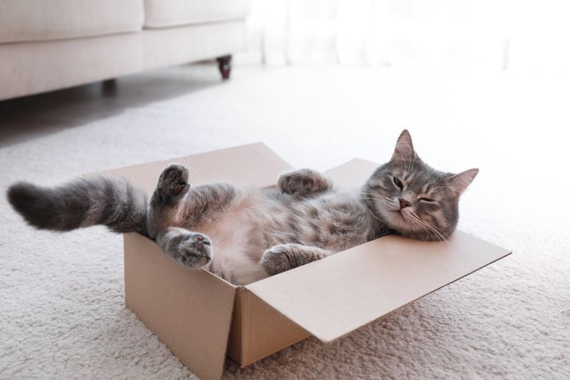 11 Reasons Why Cats Love Boxes, Explained by Experts