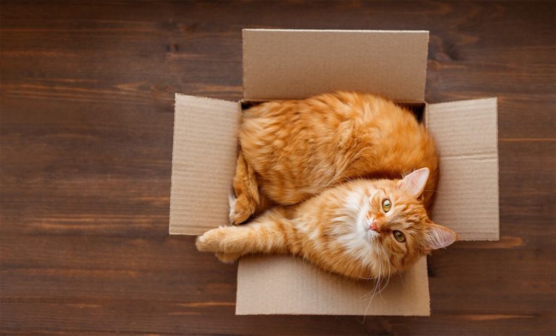 11 Reasons Why Cats Love Boxes, Explained by Experts