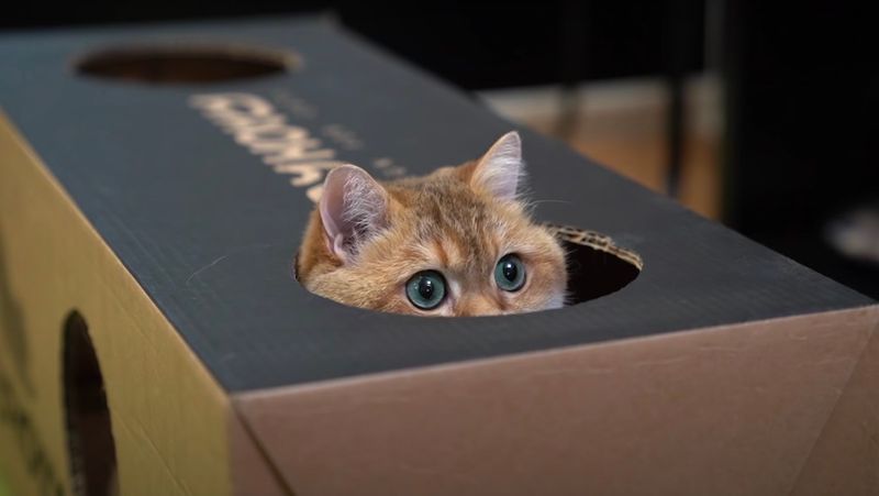 11 Reasons Why Cats Love Boxes, Explained by Experts