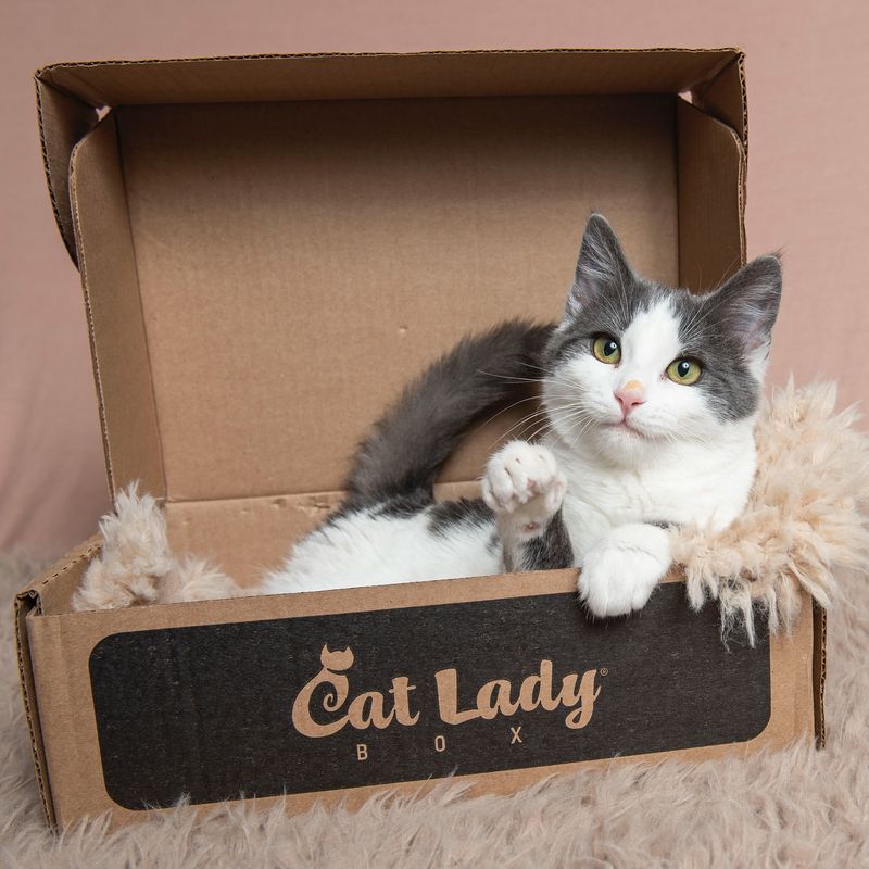 11 Reasons Why Cats Love Boxes, Explained by Experts