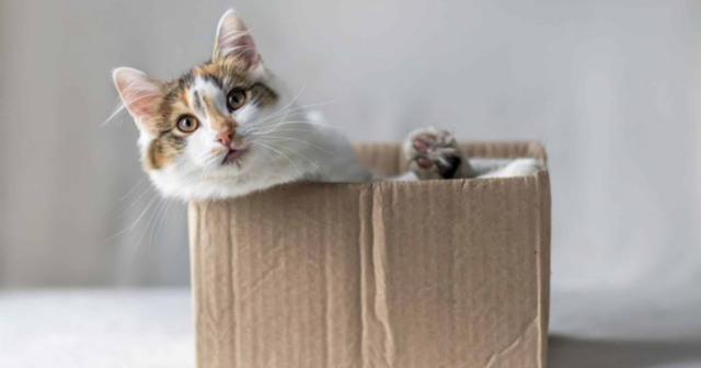 11 Reasons Why Cats Love Boxes, Explained by Experts