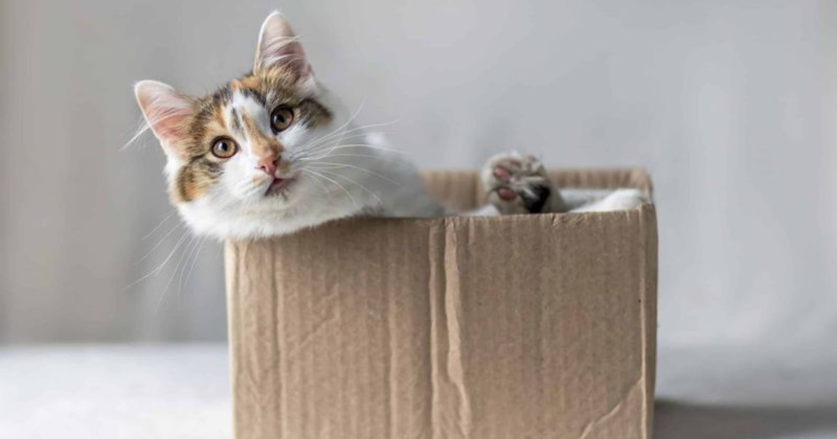 11 Reasons Why Cats Love Boxes, Explained by Experts