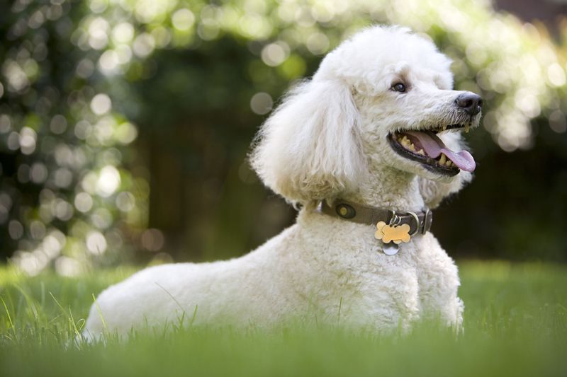 11 Stunning Poodle Colors, Ranked by How Rare They Are