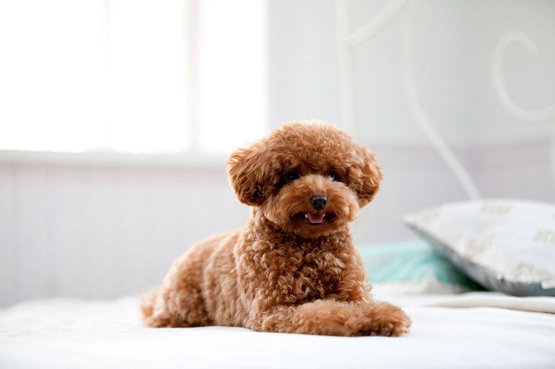 11 Stunning Poodle Colors, Ranked by How Rare They Are