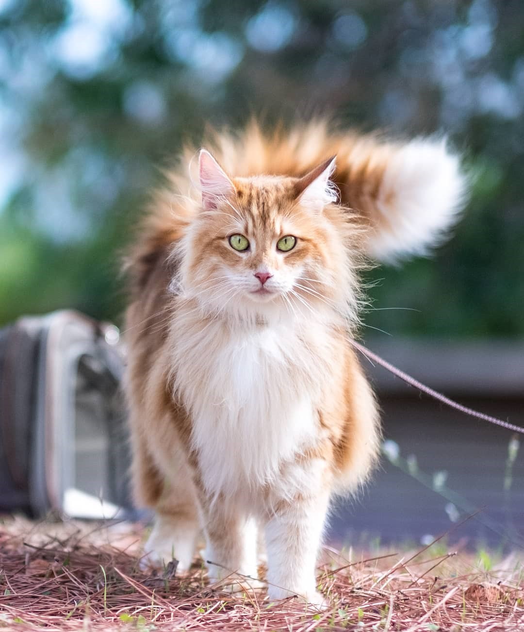 12 Mesmerizing Rare Cat Colors That Will Make You Do a Double Take