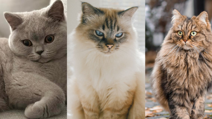 12 Adorable Cat Breeds You’ll Fall in Love With