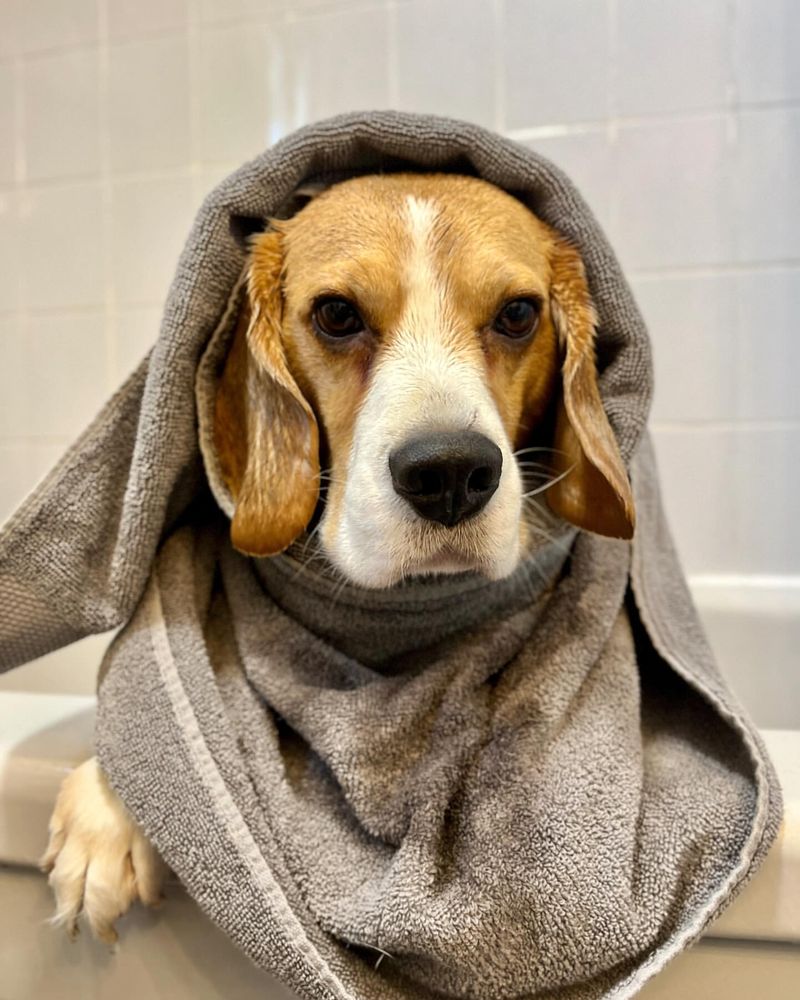 12 Adorable, Easy-Care Dog Breeds That Require Less Frequent Washing