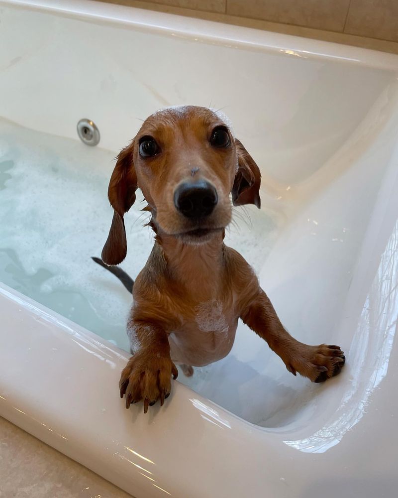 12 Adorable, Easy-Care Dog Breeds That Require Less Frequent Washing