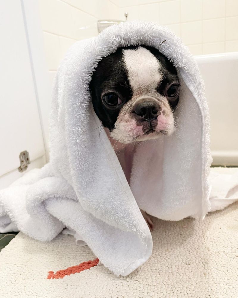 12 Adorable, Easy-Care Dog Breeds That Require Less Frequent Washing