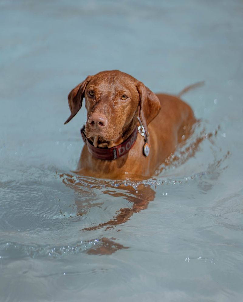 12 Adorable, Easy-Care Dog Breeds That Require Less Frequent Washing