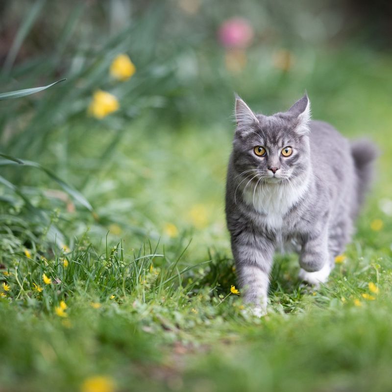 12 Awesome Ways Cats Protect Your Home from Pests