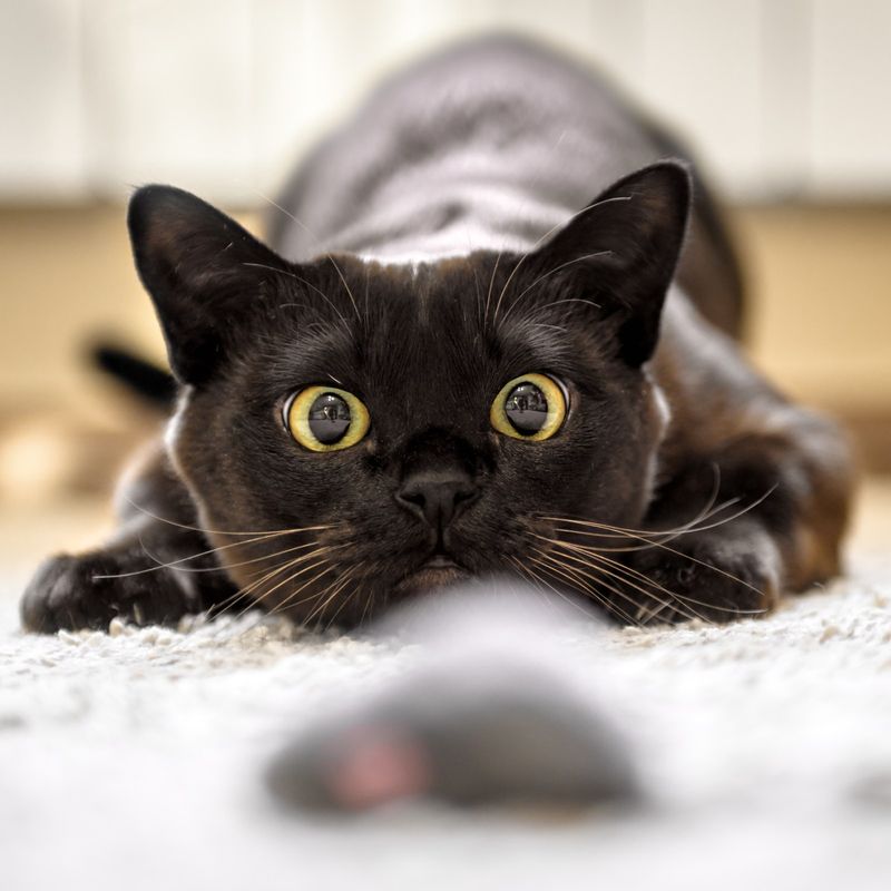 12 Awesome Ways Cats Protect Your Home from Pests