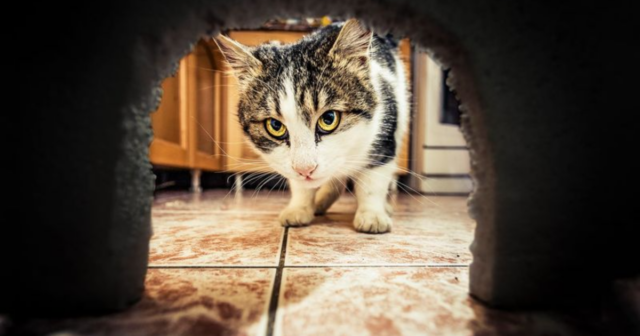 12 Awesome Ways Cats Protect Your Home from Pests