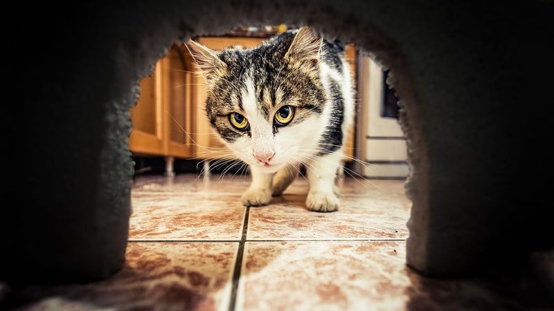 12 Awesome Ways Cats Protect Your Home from Pests