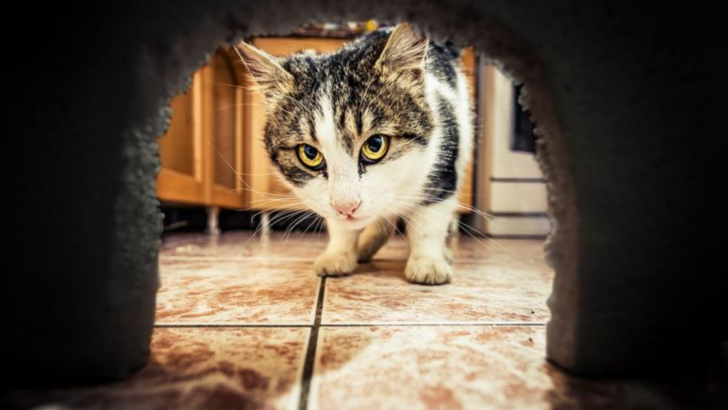 12 Awesome Ways Cats Protect Your Home from Pests