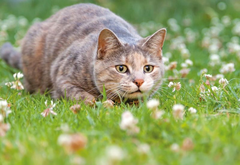 12 Awesome Ways Cats Protect Your Home from Pests