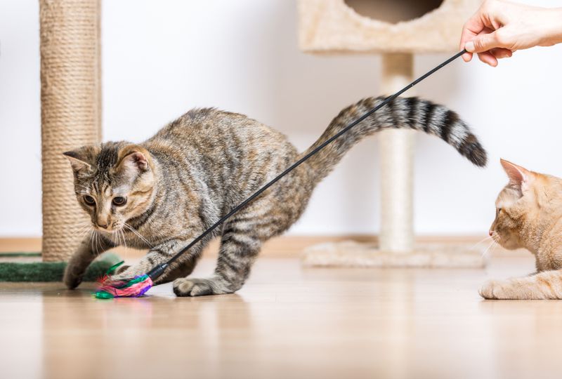 12 Awesome Ways Cats Protect Your Home from Pests