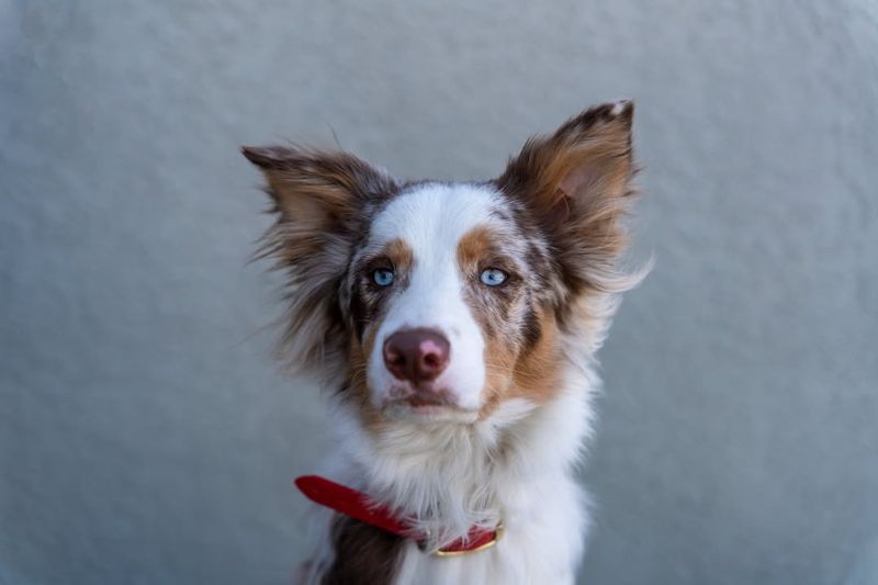 12 Clever Dogs That Are Always One Step Ahead of Their Owners