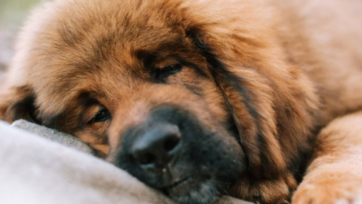 12 Dog Breeds That Are Nap Champions, Ranked from Least to Most Sleepy