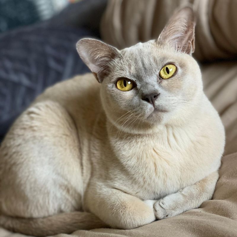 12 Furry Cat Breeds That Make the Best Snuggle Buddies