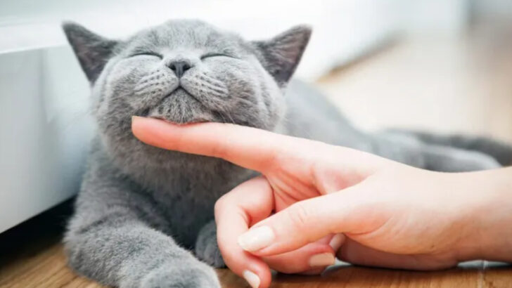 12 Irrefutable Reasons Why Cats Rule the Pet Kingdom (Sorry, Dogs!)