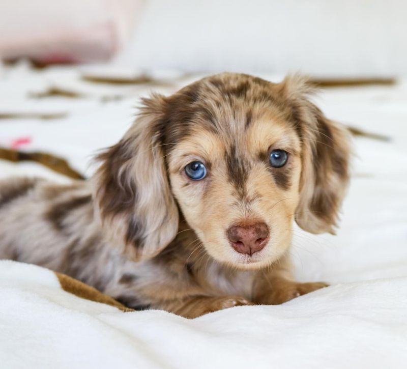 12 Loyal Pups That’ll Follow You Everywhere, Even to the Bathroom