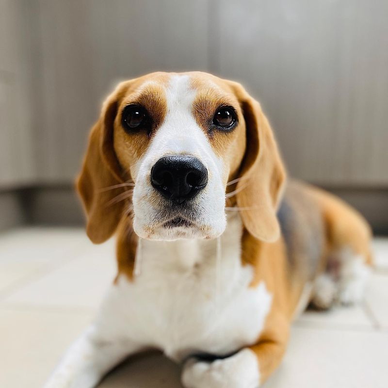 12 Loyal Pups That’ll Follow You Everywhere, Even to the Bathroom