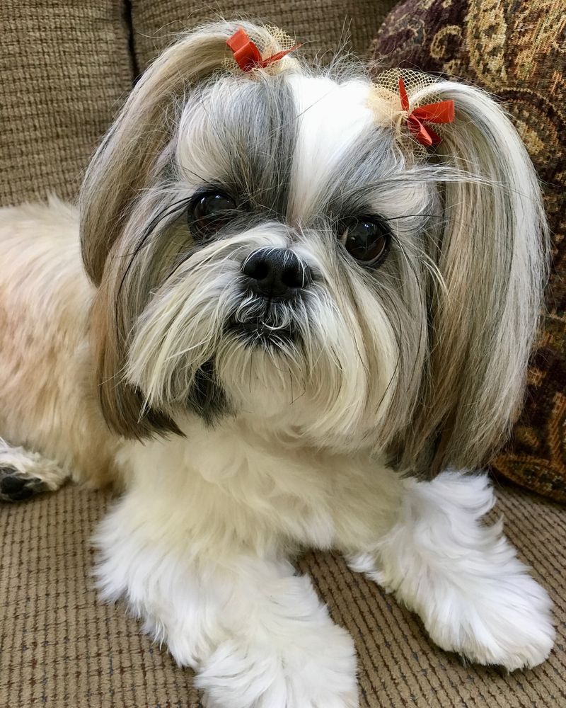 12 Loyal Pups That’ll Follow You Everywhere, Even to the Bathroom