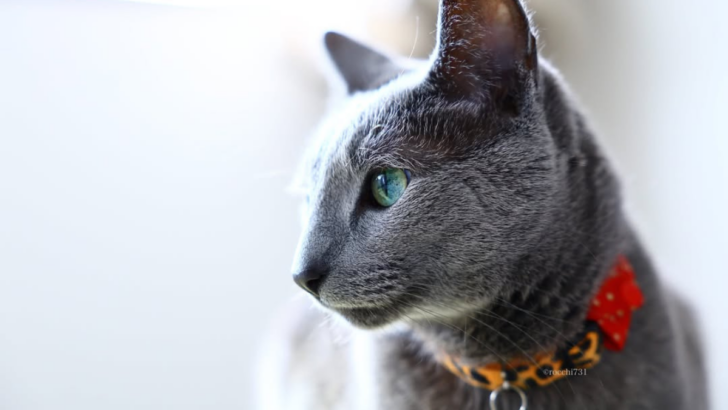 12 Mesmerizing Rare Cat Colors That Will Make You Do a Double Take