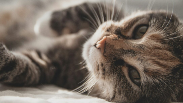 12 Mistakes Cat Owners Should Avoid at All Costs