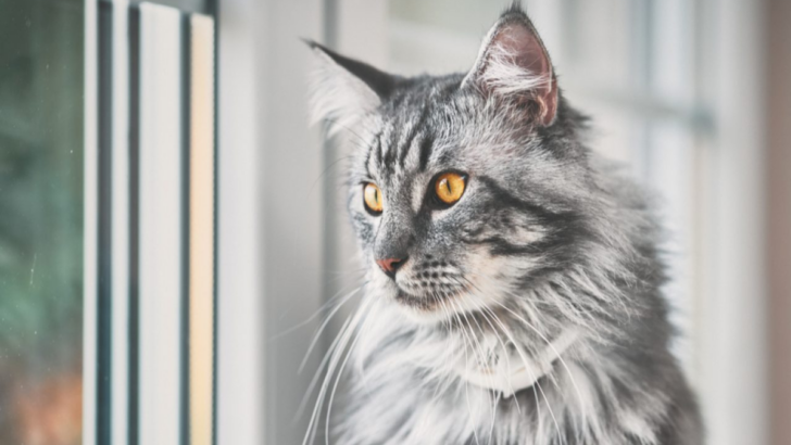 12 Most Popular Cat Breeds and What Makes Them Special