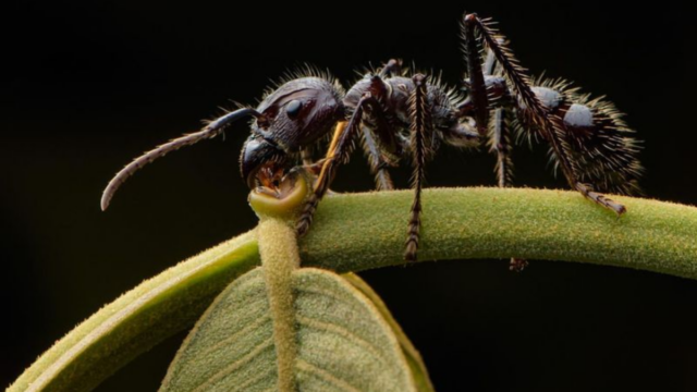 12 Small but Lethal Creatures You Don’t Want to Mess With