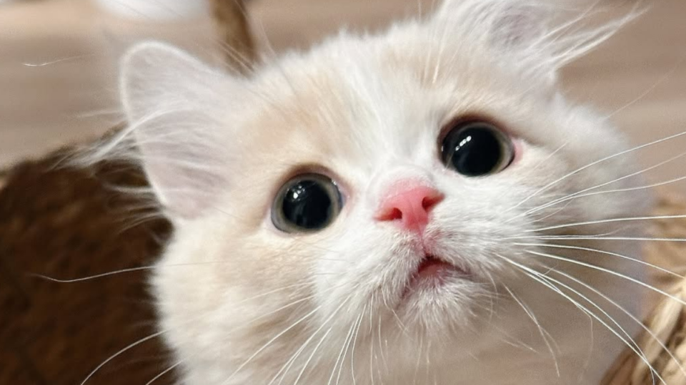 10 Stunning Blonde Cat Breeds You’ll Fall in Love With