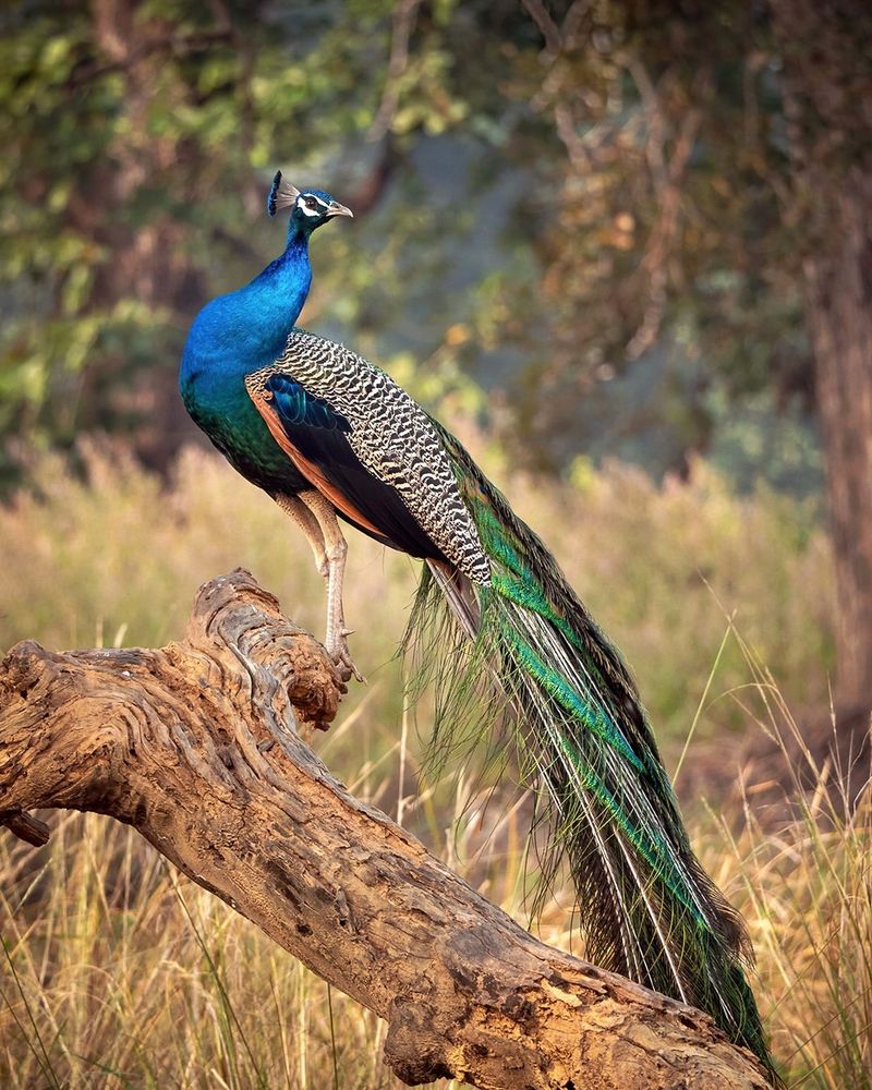 12 Unexpected Animals That Can Make Snakes Slither Away in Fear