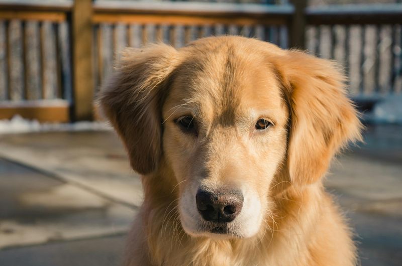 12. Golden Retriever