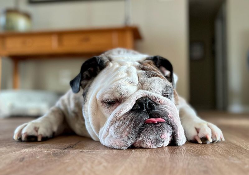 13 Dogs Who’d Choose Couch Time with You Over Any Canine Crew