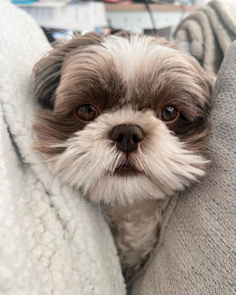 13 Dogs Who’d Choose Couch Time with You Over Any Canine Crew