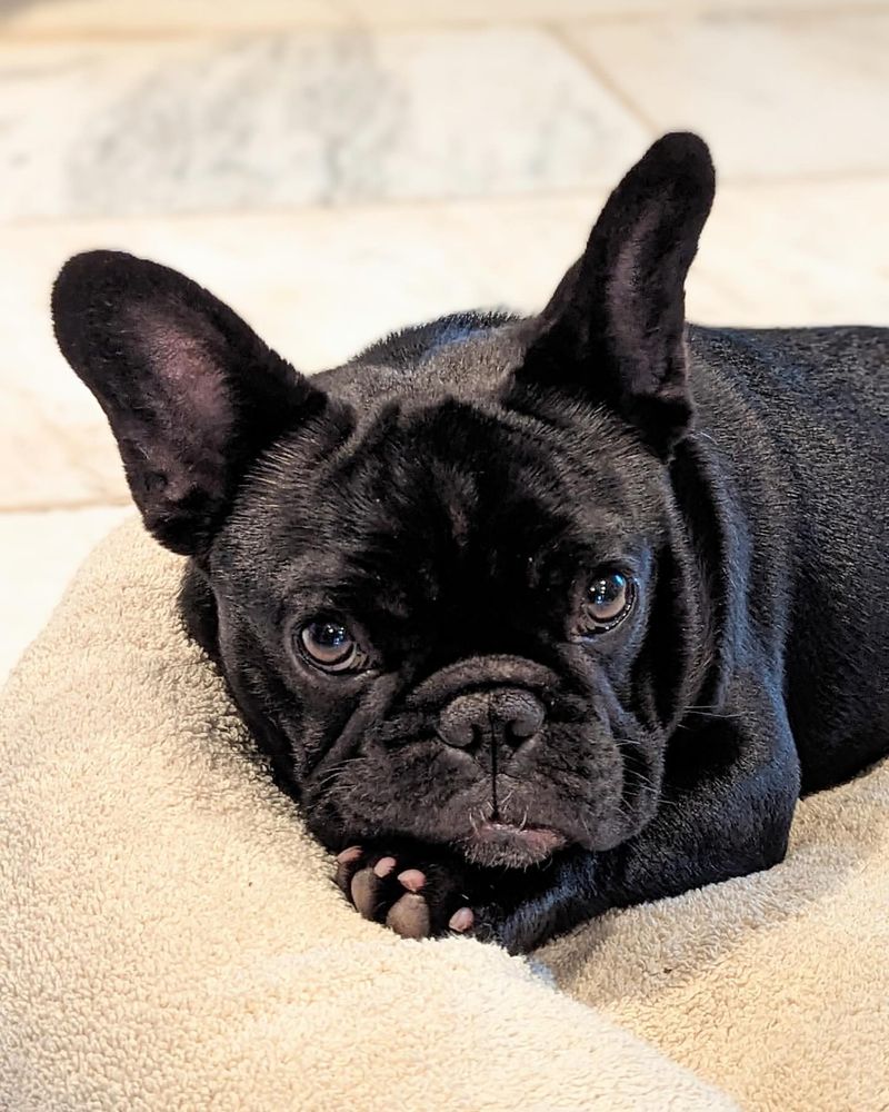 13 Dogs Who’d Choose Couch Time with You Over Any Canine Crew