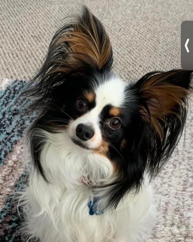 13 Dogs Who’d Choose Couch Time with You Over Any Canine Crew