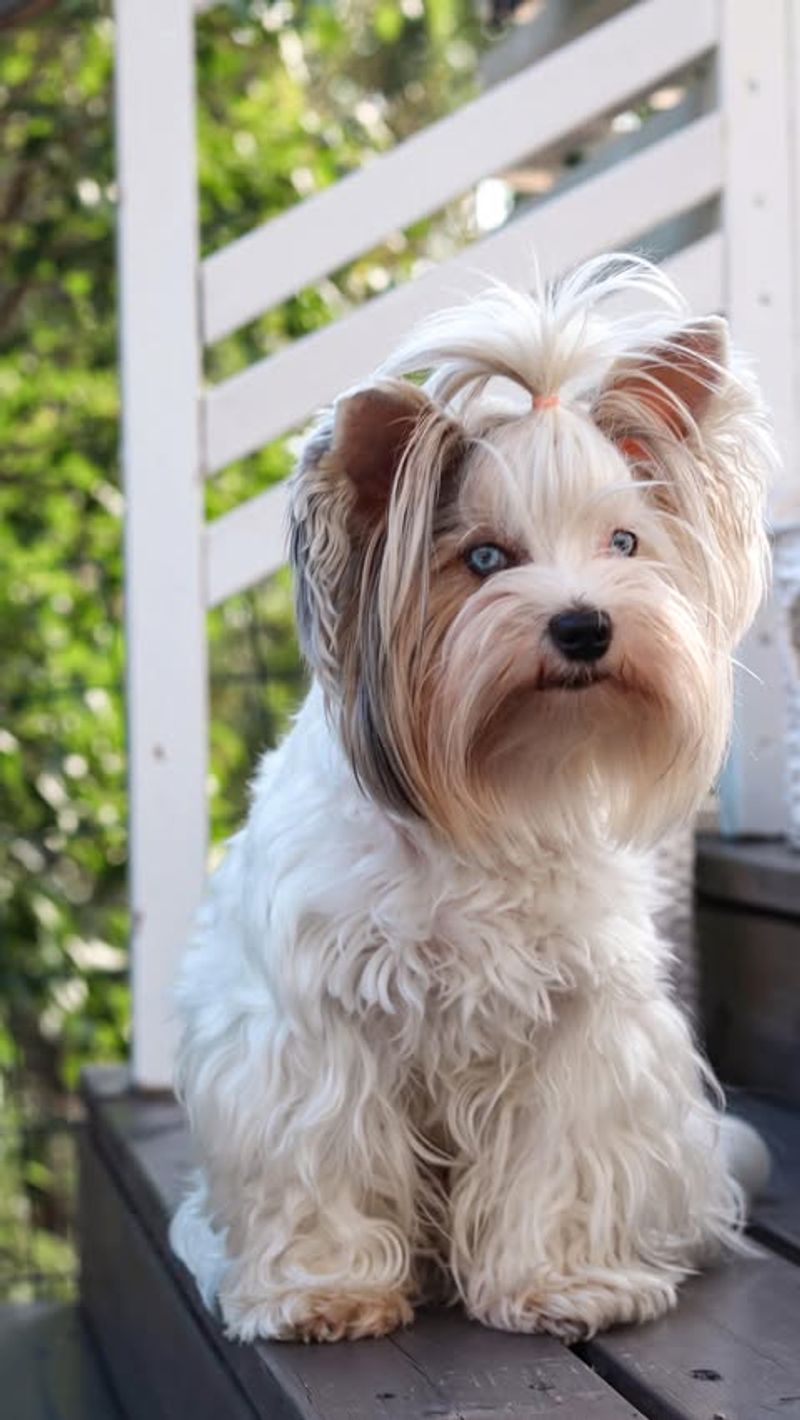 13 Dogs Who’d Choose Couch Time with You Over Any Canine Crew