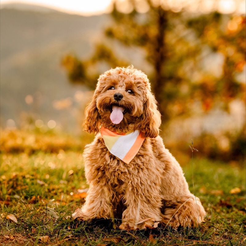 13 Gorgeous Dog Breeds That Could Totally Pass as Teddy Bears