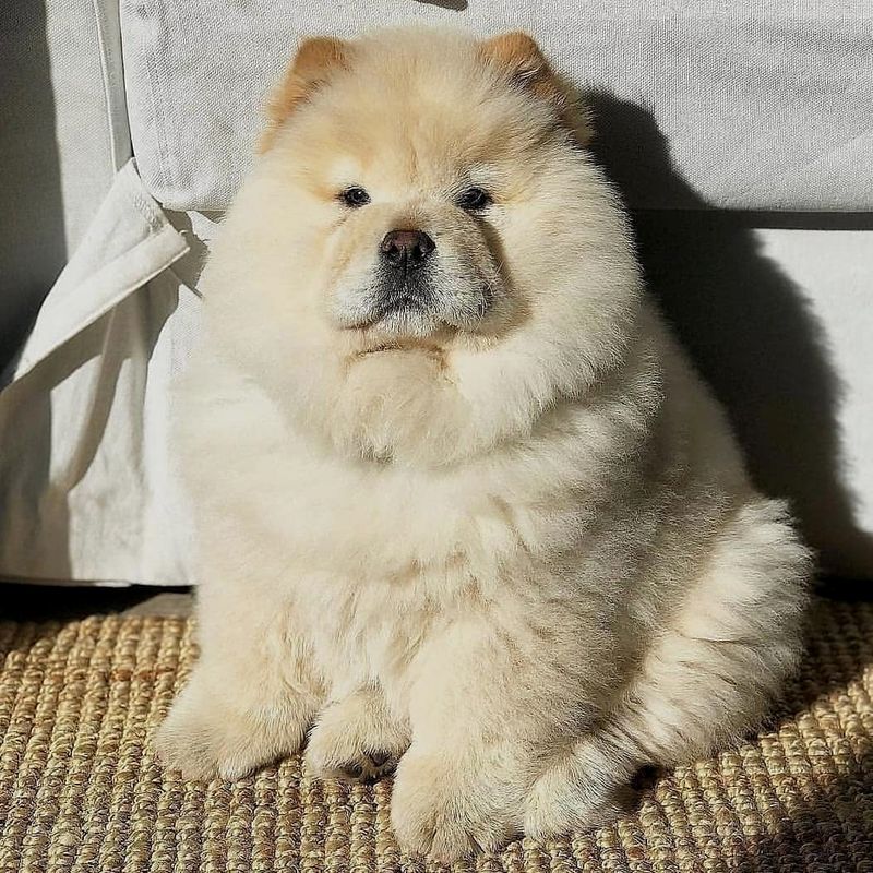 13 Gorgeous Dog Breeds That Could Totally Pass as Teddy Bears