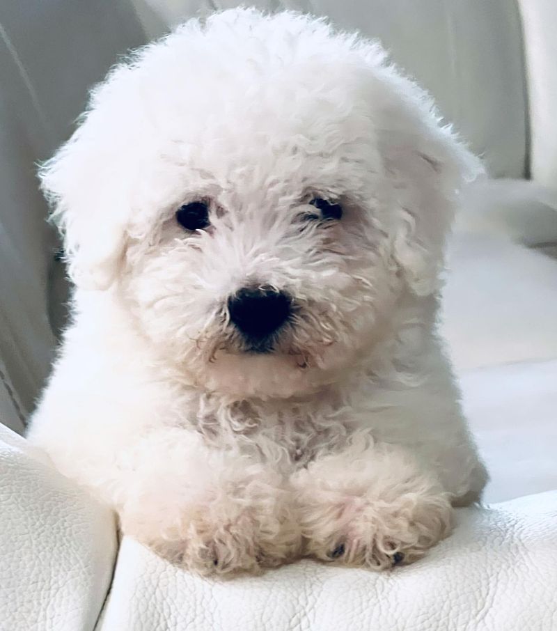 13 Gorgeous Dog Breeds That Could Totally Pass as Teddy Bears