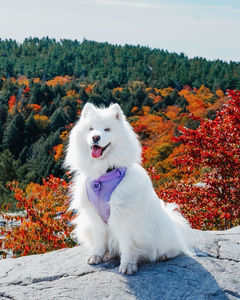 13 Gorgeous Dog Breeds That Could Totally Pass as Teddy Bears