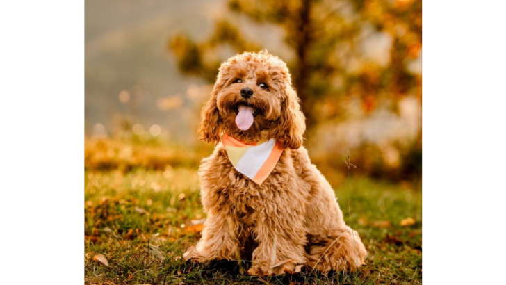 13 Gorgeous Dog Breeds That Could Totally Pass as Teddy Bears