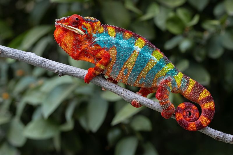 13 Reptiles with Extraordinary Color Patterns That Prove Nature’s Genius