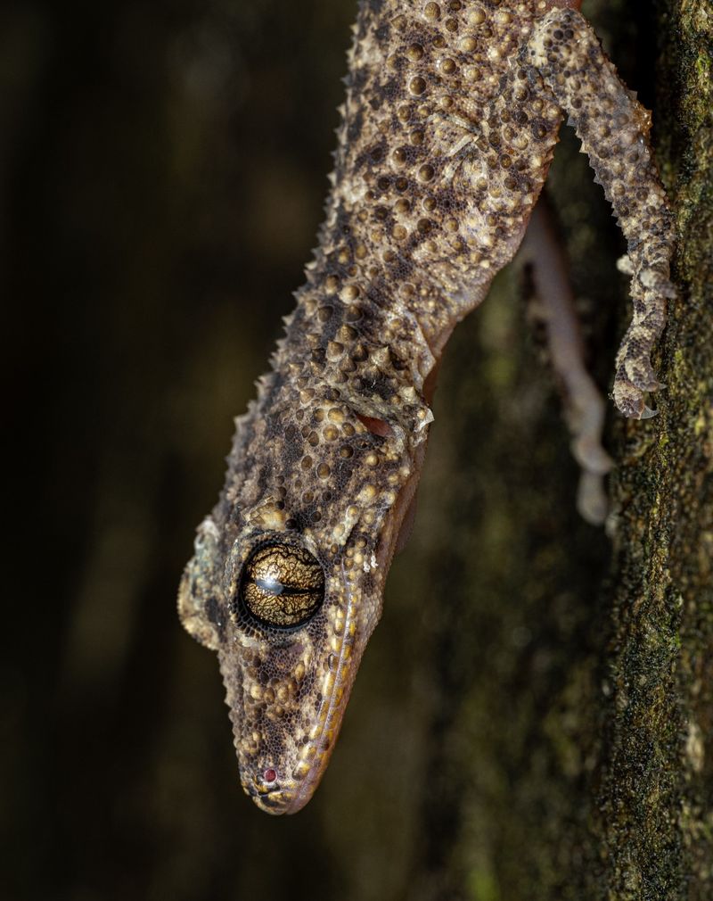 13 Reptiles with Extraordinary Color Patterns That Prove Nature’s Genius