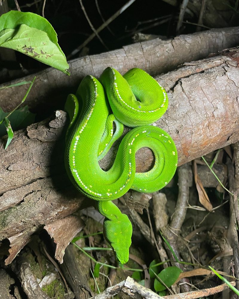 13 Reptiles with Extraordinary Color Patterns That Prove Nature’s Genius